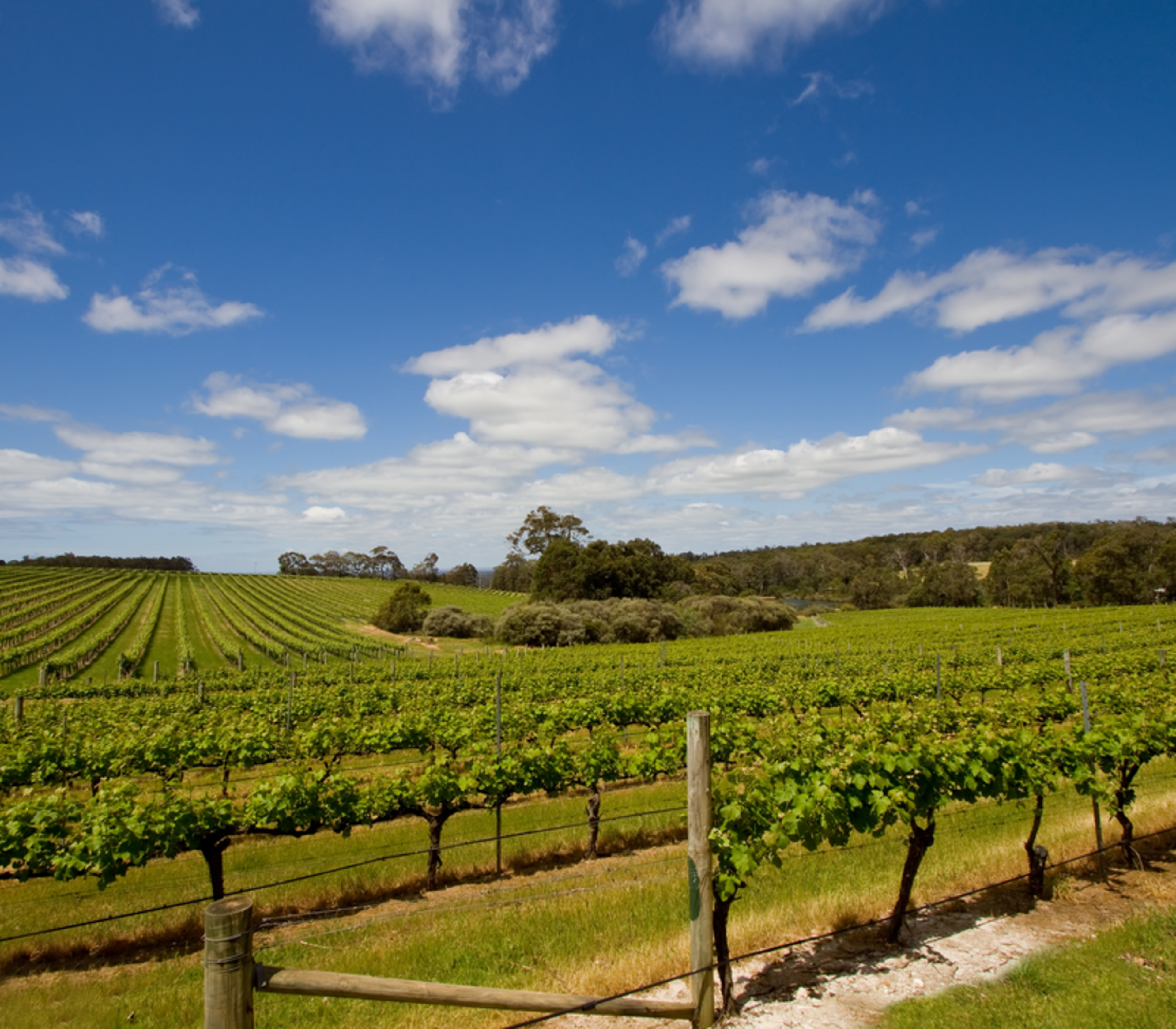 Wide-angle view of a manicured vineyard with green vines stretching toward a distant forest in Western Australia.