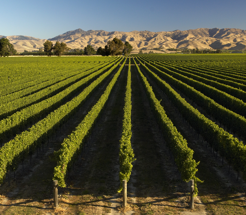 New Zealand Wine Region Explorer