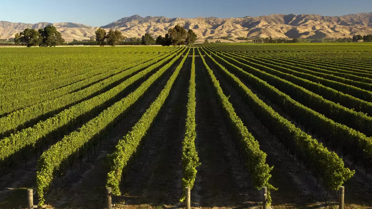 Rows of green grapevines in a vineyard with mountains in the background under a clear sky. Main Image