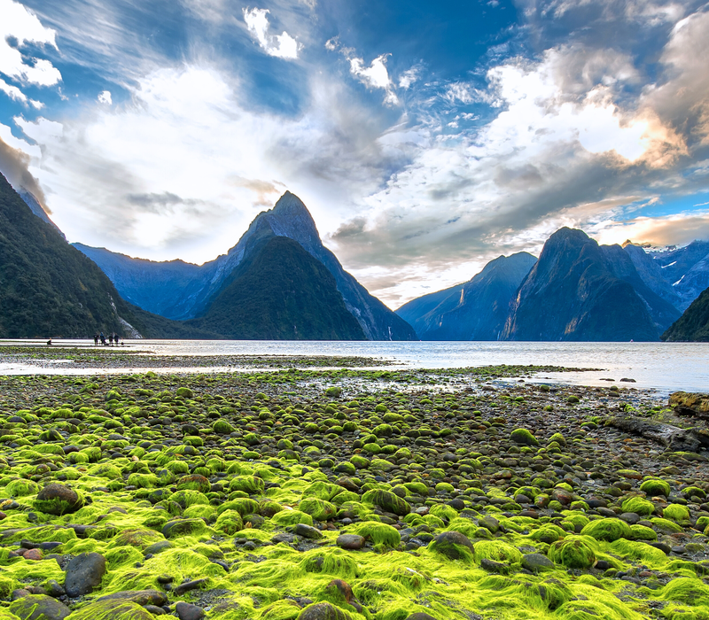 Pure Discoveries Kauri Tour