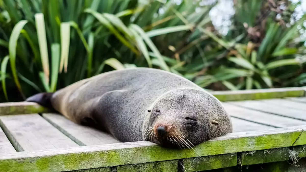 Seal sleeping peacefully on a wooden boardwalk near green plants. Main Image